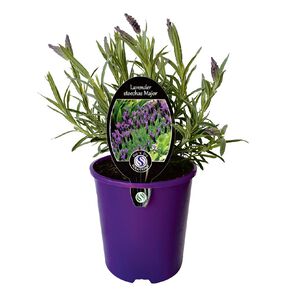 Lavender Major 1.9L Pot
