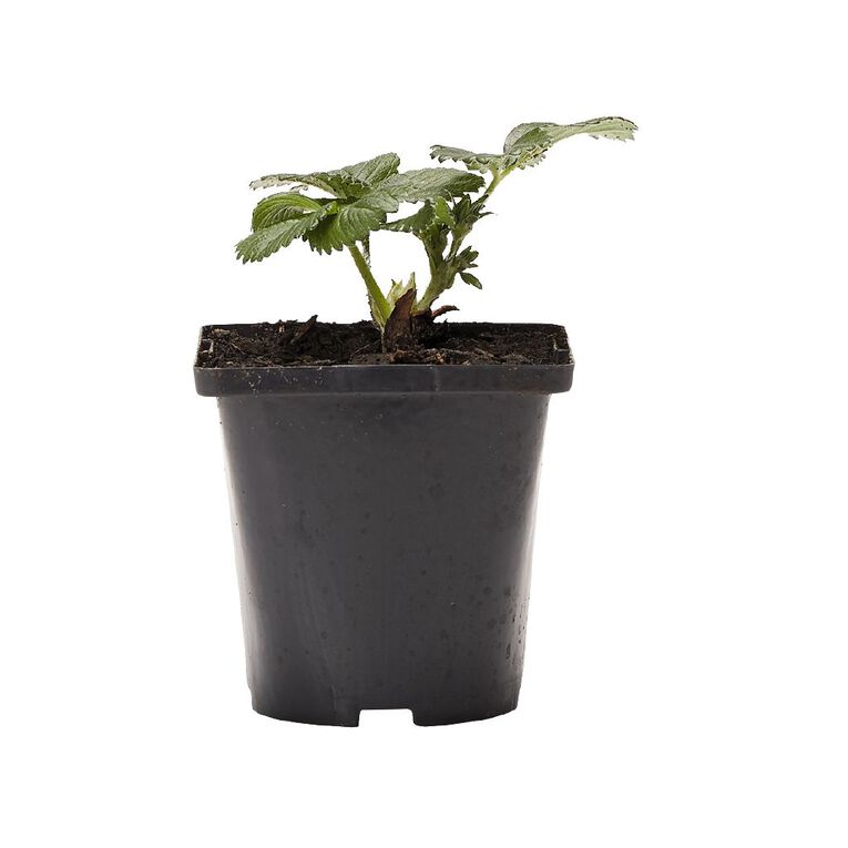 Single Strawberry Assorted 10cm Pot, , hi-res