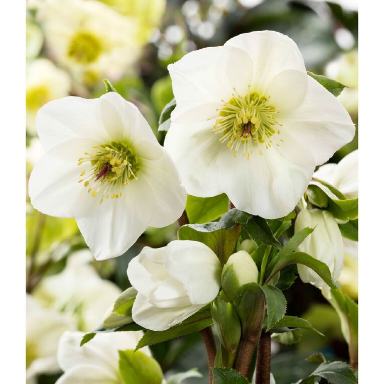 Helleborous 2.4L, , hi-res