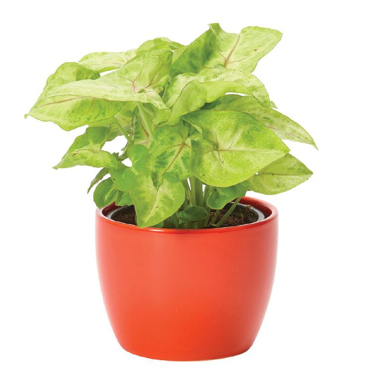 Foliage in Ceramic (Tabletops) 9cm Pot, , hi-res