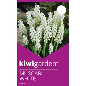 Kiwi Garden Muscari White 5 Pack