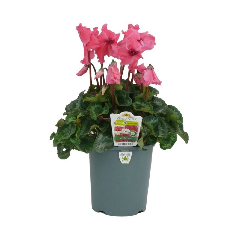 Indoor Cyclamen 14cm Pot Assorted, , hi-res