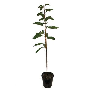 Cherry Tree 4.7L Pot