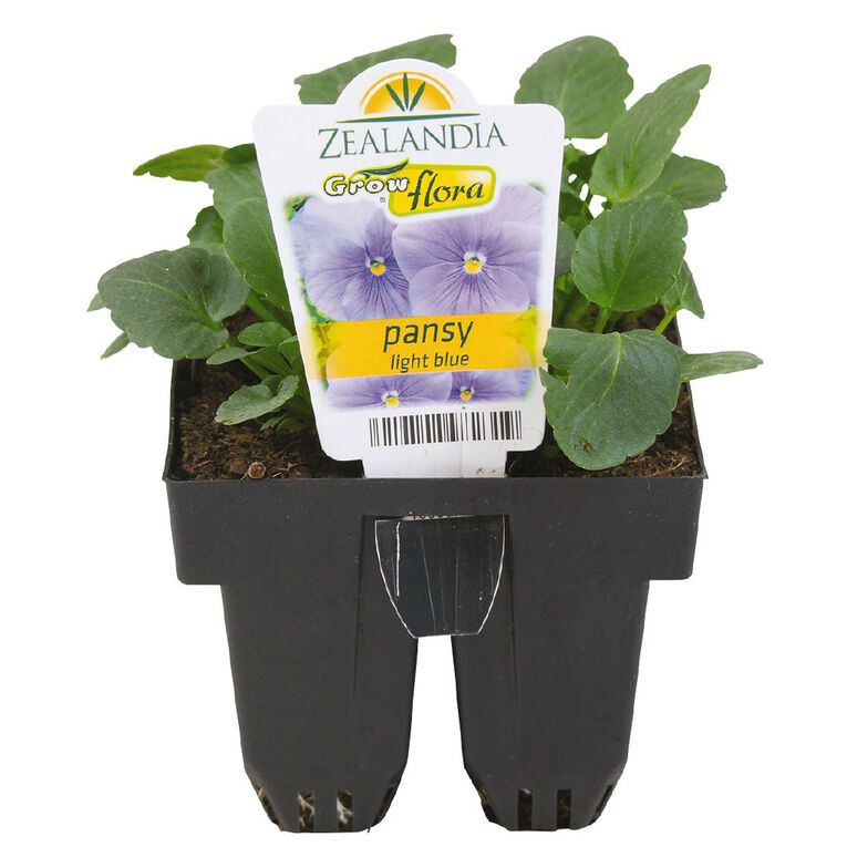 Growflora Pansy Light Blue, , hi-res