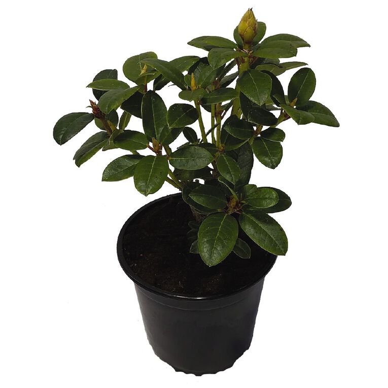 Rhododendron Potted Plant - 2.5L Assorted, , hi-res