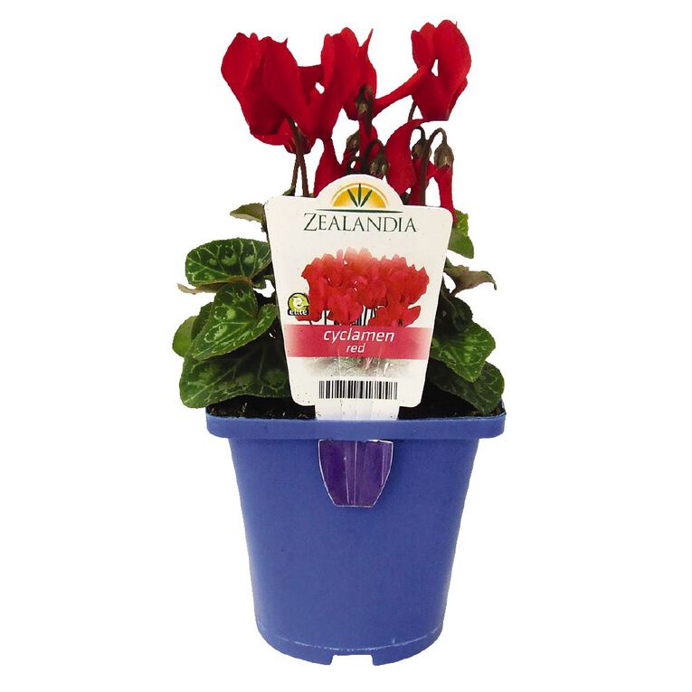 Elite Outdoor Cyclamen Mix 10cm Pot, , hi-res
