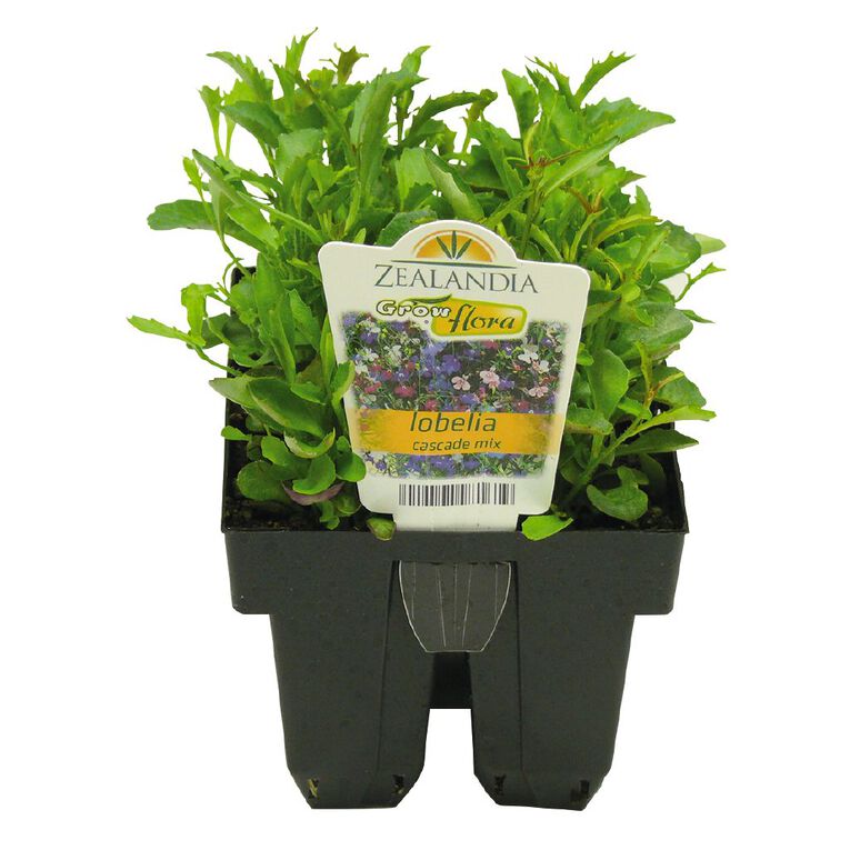 Growflora Lobelia Cascade Mix, , hi-res