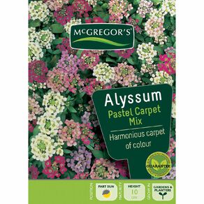 McGregor's Alyssum Pastel Flower Seeds