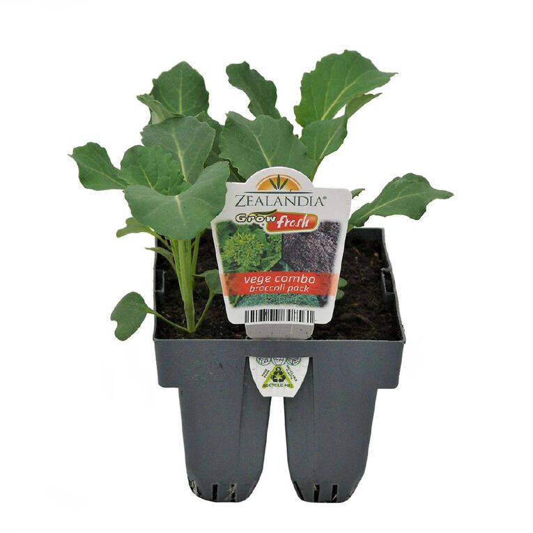 Growfresh Vege Combo Broccoli, , hi-res