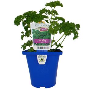 Growherbs Parsley
