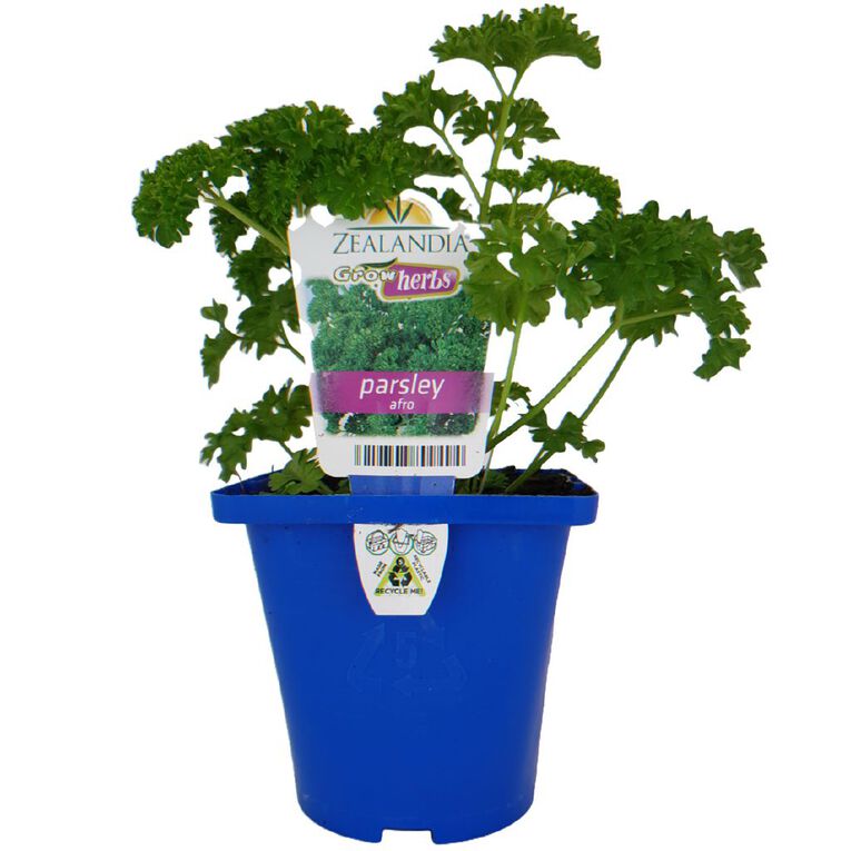 Growherbs Parsley, , hi-res
