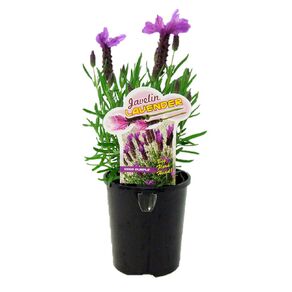 Lavender Javelin Deep Purple 1.5L Pot