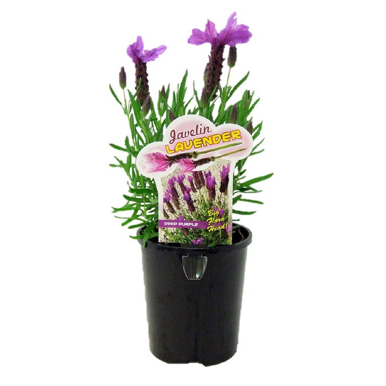 Lavender Javelin Deep Purple 1.5L Pot, , hi-res