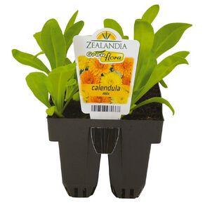 Growflora Calendula Mix
