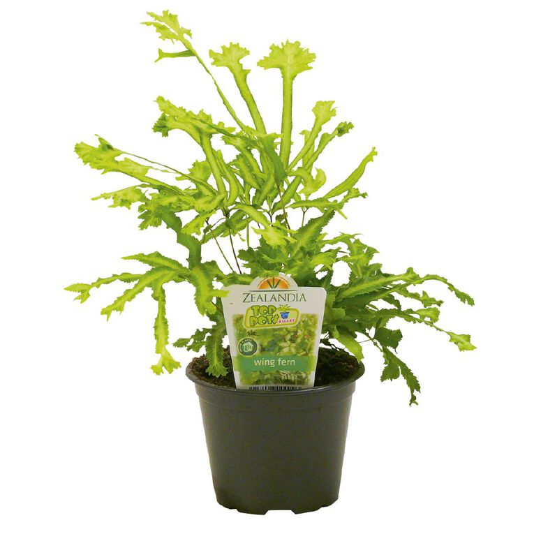 Indoor Top Pot Houseplant Pot - 10cm, , hi-res