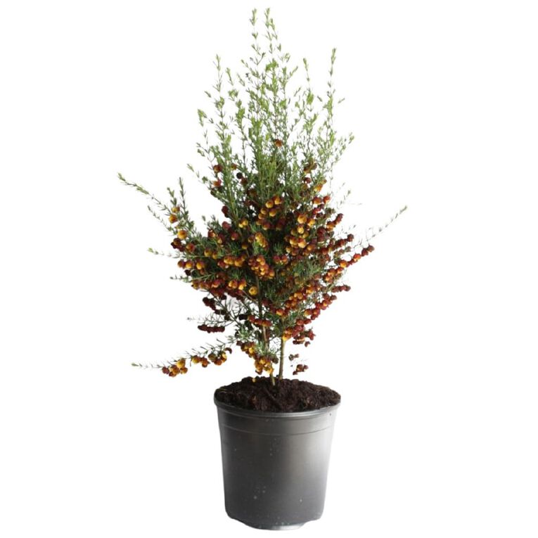 Boronia Megastigma 1.5L, , hi-res