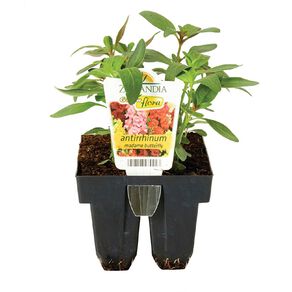 Growflora Madam Butterfly Antirrhinum