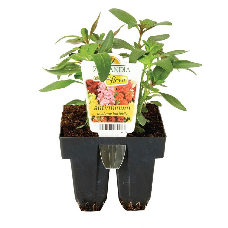 Growflora Madam Butterfly Antirrhinum, , hi-res