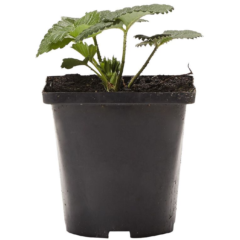 Single Strawberry Assorted 10cm Pot, , hi-res