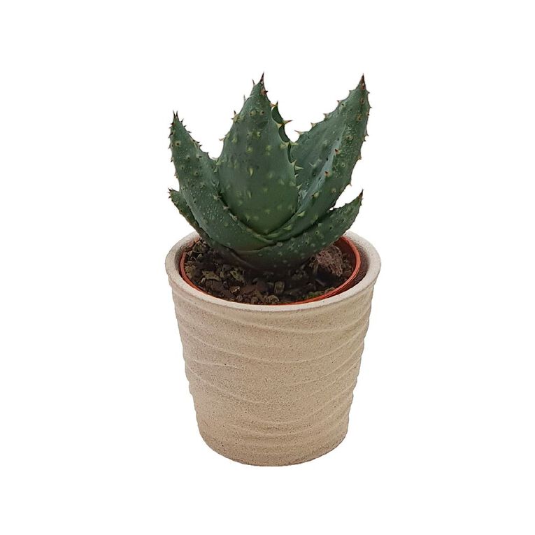Succulents in Ceramics, , hi-res
