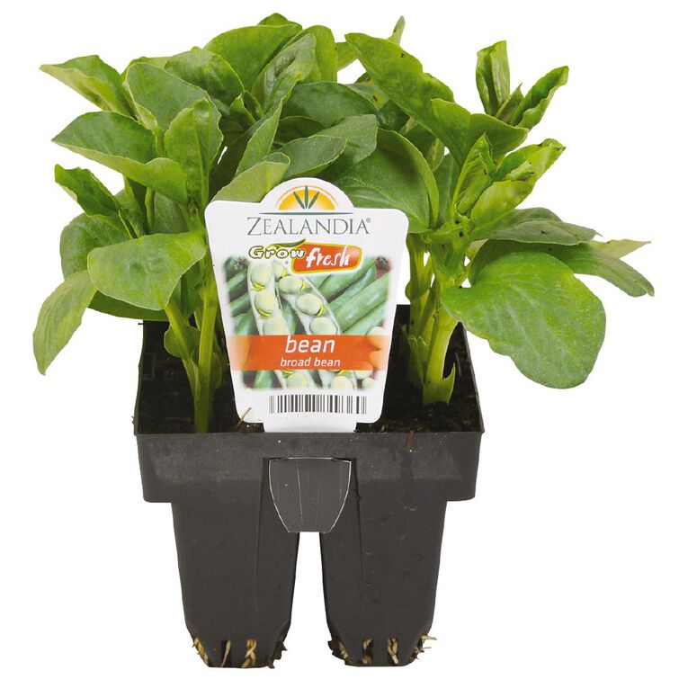 Growfresh Bean Broad, , hi-res