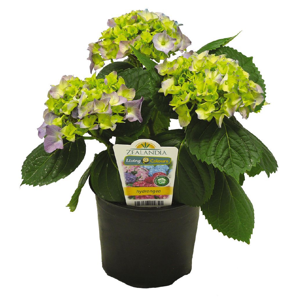 Hydrangea 12cm Pot Assorted | The Warehouse