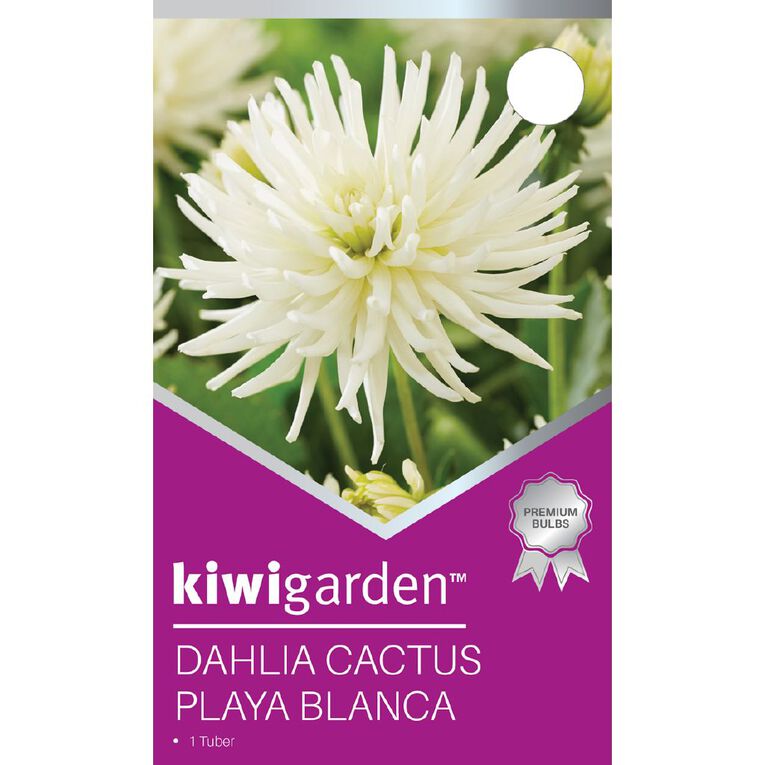 Kiwi Garden Dahlia Cactus Type 1 Pack, , hi-res