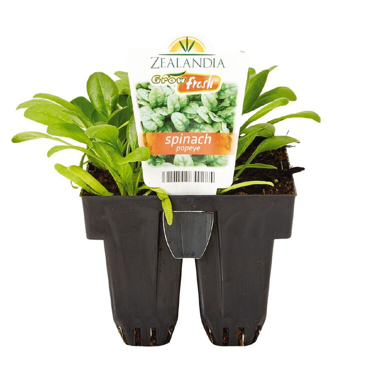 Growfresh Spinach Popeye, , hi-res