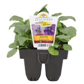 Growflora Pansy Lavender Rose
