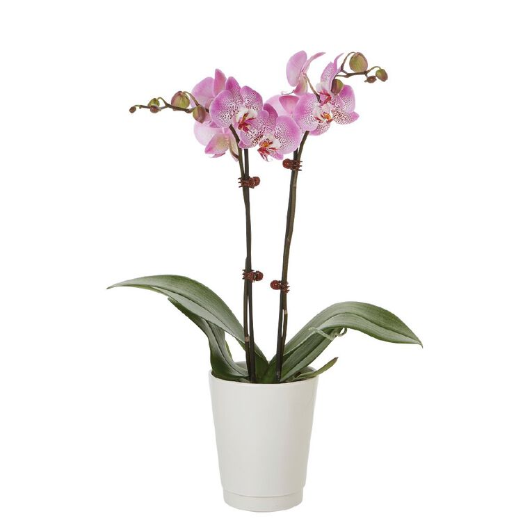 Phalaenopsis Orchid Ceramic 12cm Pot, , hi-res