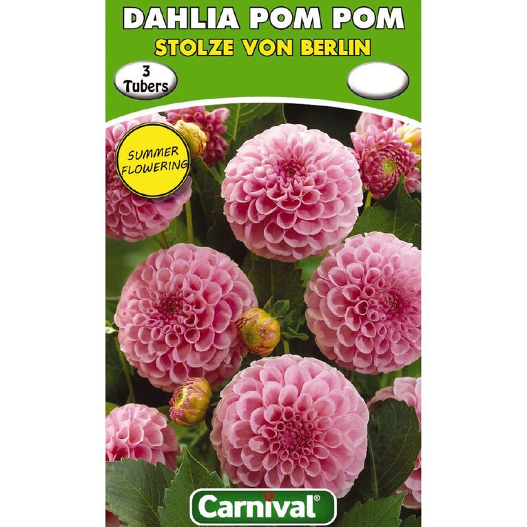 Kiwi Garden Dahlia Bulb Single Variety 3 Pack, , hi-res