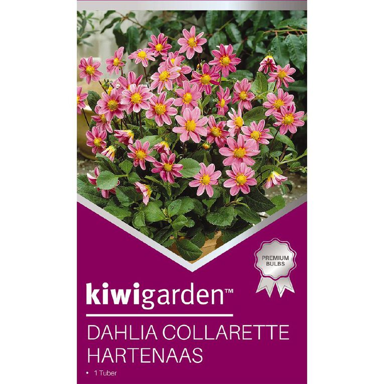 Kiwi Garden Gold Dahlia Bulb Collarette 1 Pack, , hi-res