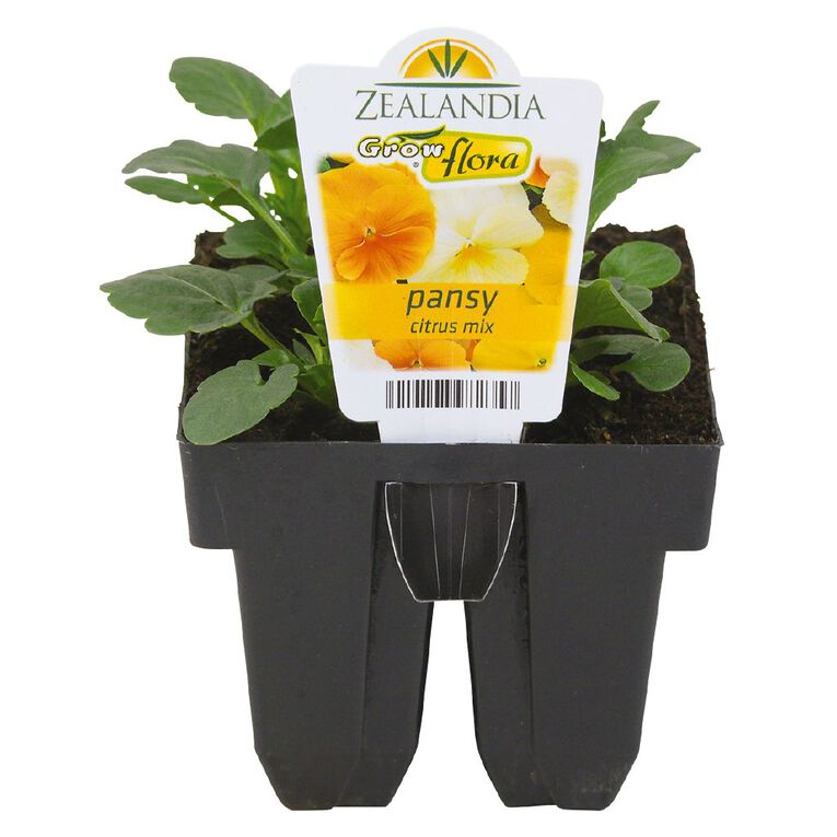 Growflora Pansy Citrus Mix, , hi-res