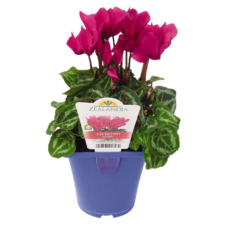 Elite Outdoor Cyclamen Mix 10cm Pot, , hi-res