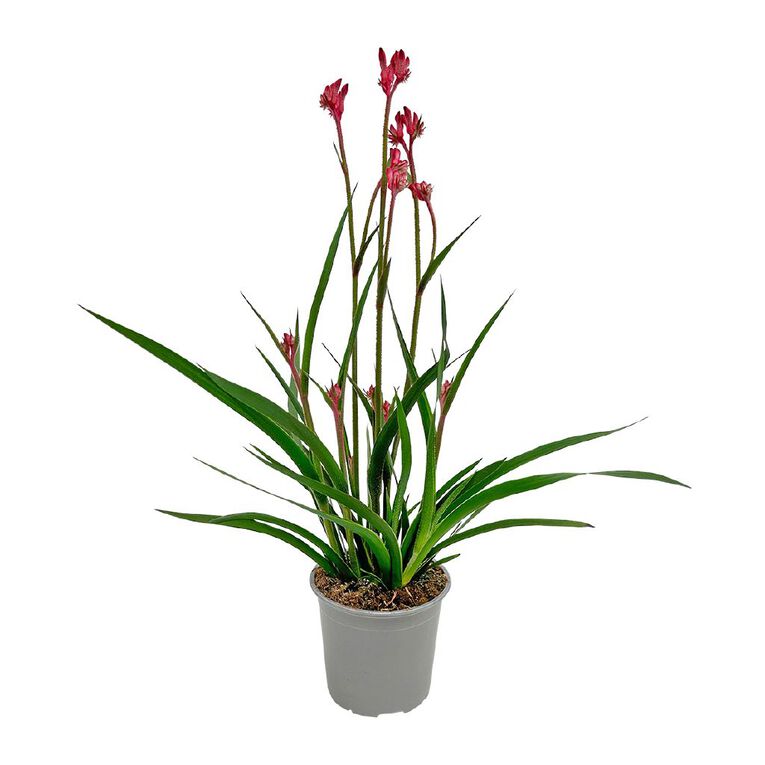 Anigozanthos 13cm, , hi-res