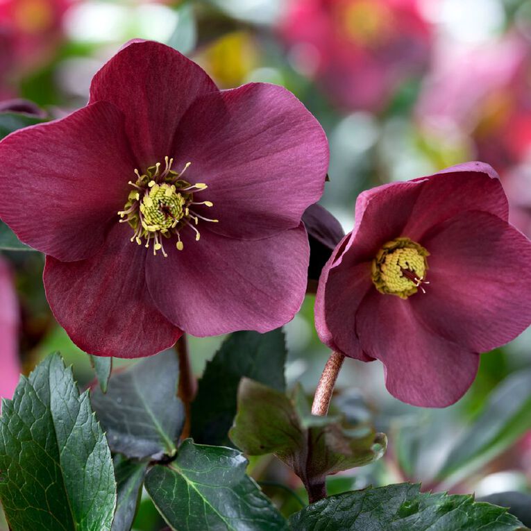 Helleborous 2.4L, , hi-res