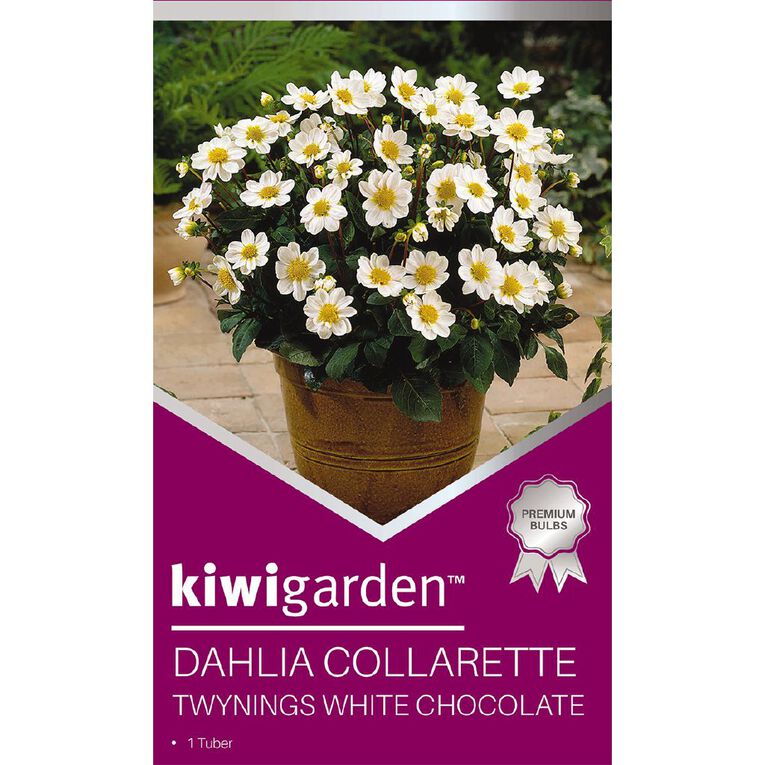 Kiwi Garden Gold Dahlia Bulb Collarette 1 Pack, , hi-res