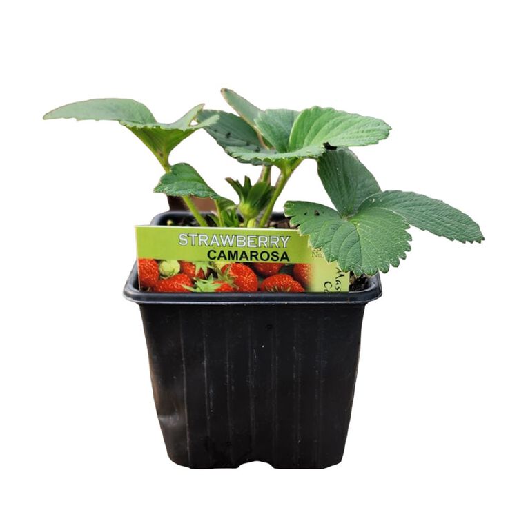 Strawberry 10cm Single, , hi-res