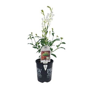 Proven Winners Gaura Lillipop Soda Pop 1.5L