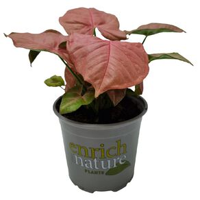 Sygonium Neon 12cm