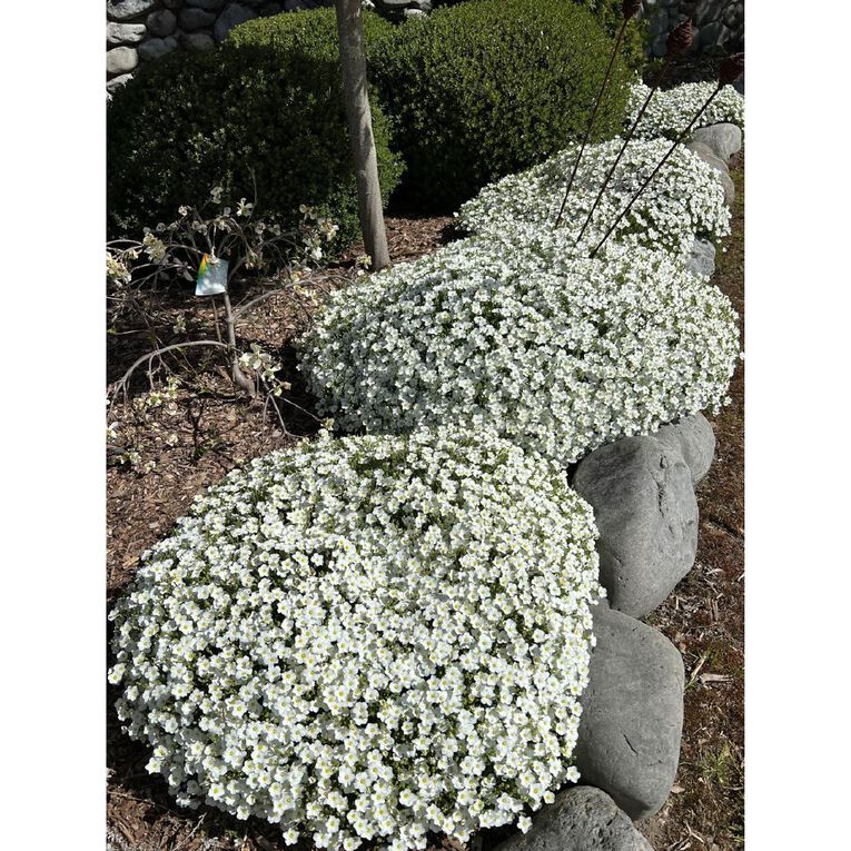 Arenaria Avalanche 1.9L, , hi-res