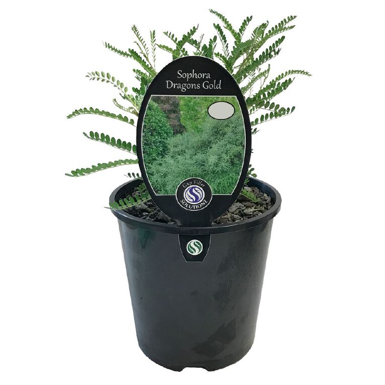 Sophora Dragons Gold Potted Plant - 1.9L, , hi-res