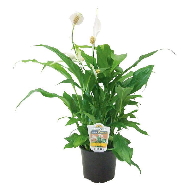 Indoor Spathiphyllum (Peace Lily) 12cm Pot, , hi-res