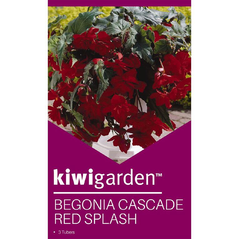 Kiwi Garden Begonia Tuber Frilled Single Variety 3 Pack, , hi-res
