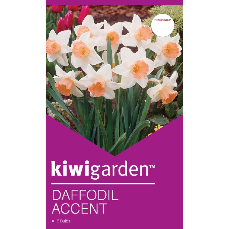 Kiwi Garden Daffodil Accent 5 bulbs, , hi-res