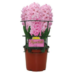 Kiwi Garden Indoor Potted Hyacinth 12cm Pot