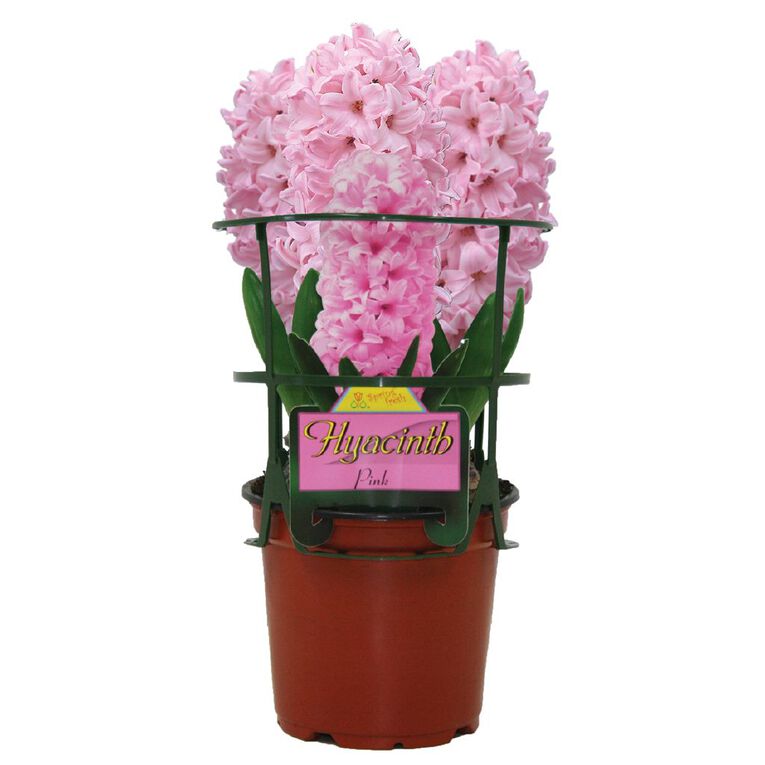 Kiwi Garden Indoor Potted Hyacinth 12cm Pot, , hi-res