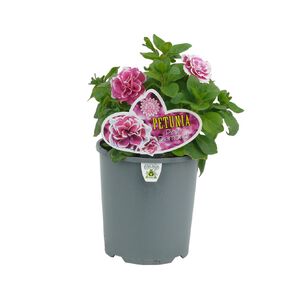 Petunia Pink Diamond 1.5L