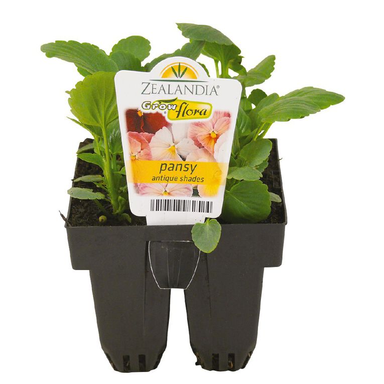 Growflora Pansy Antique Shades, , hi-res