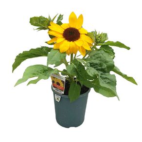 Select Helianthus Sunny Smile